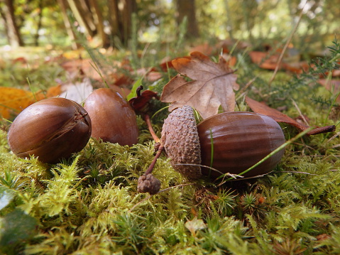 Acorn (GettyImages-585013729)