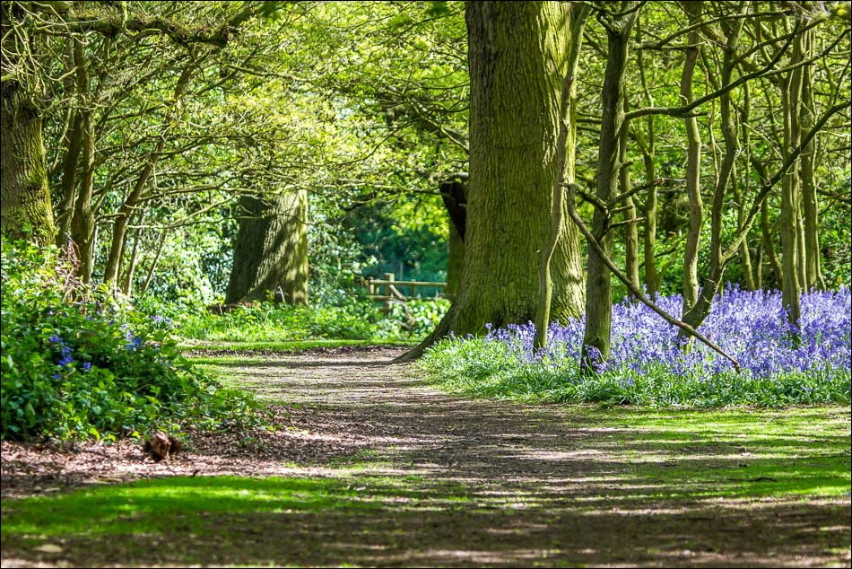 Bluebells in Burton Bushes