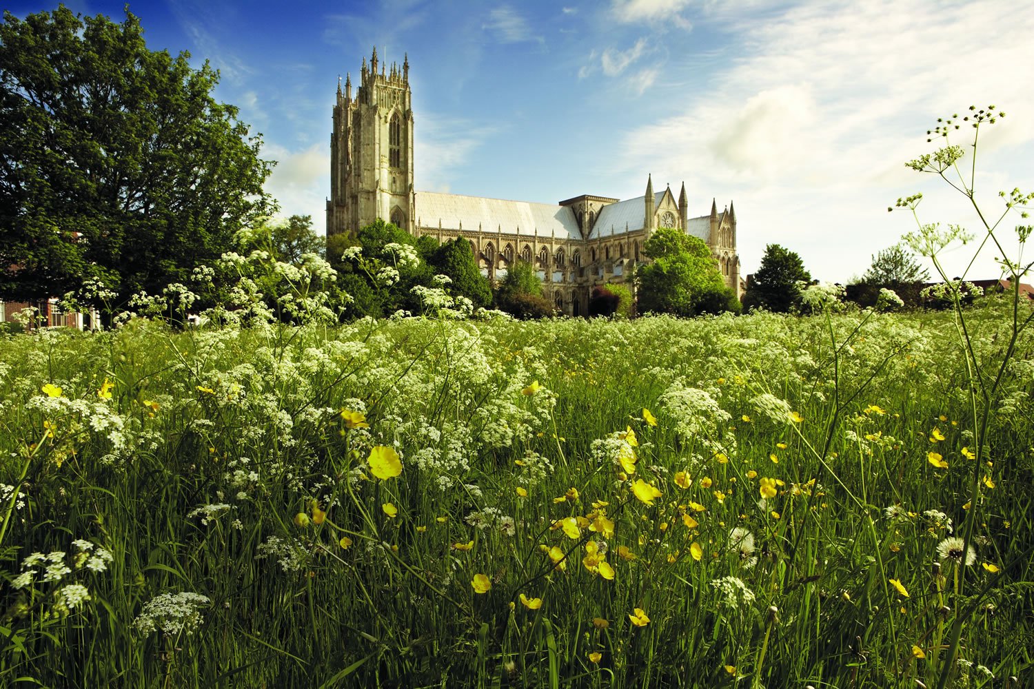 Beverley Minster from wildflower meadow